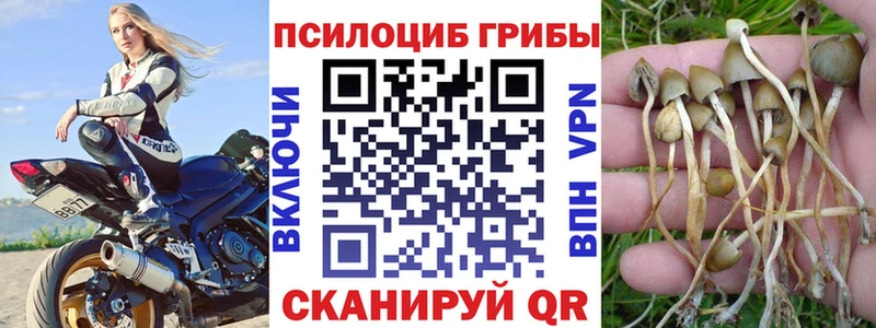 Купить  Кяхта  Псилоцибиновые грибы мицелий 